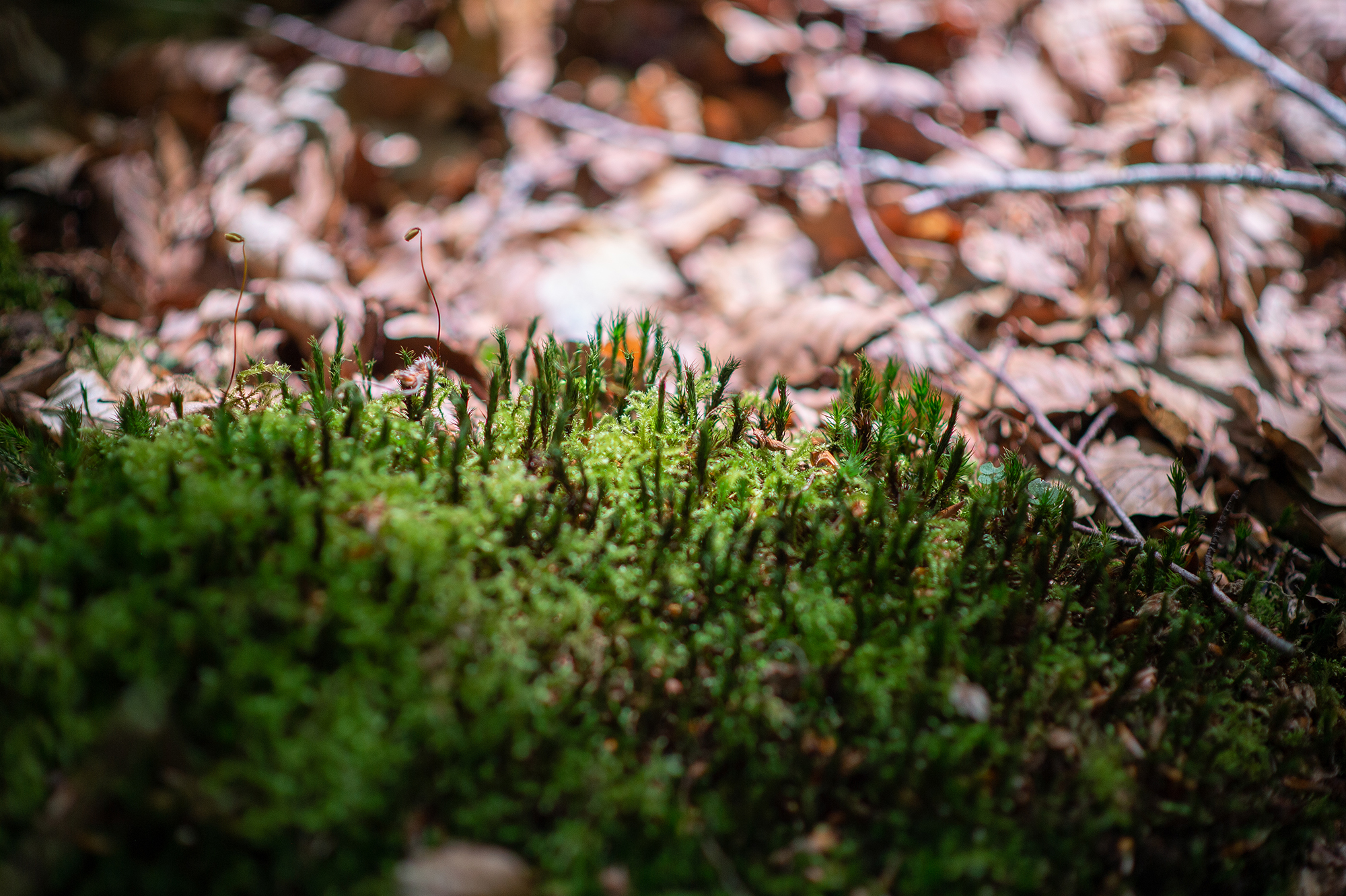 120bibos-bienestar-y-bosques-pivalbuena