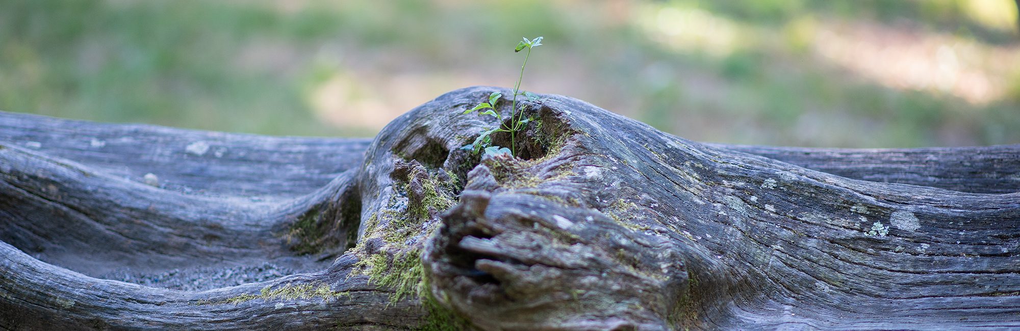 185bibos-bienestar-y-bosques-pivalbuena